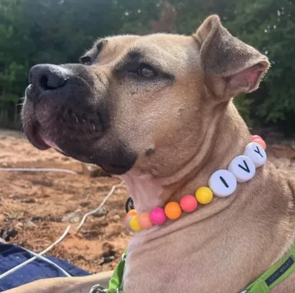 BestieBand™ Dog Collar & Matching Bracelet