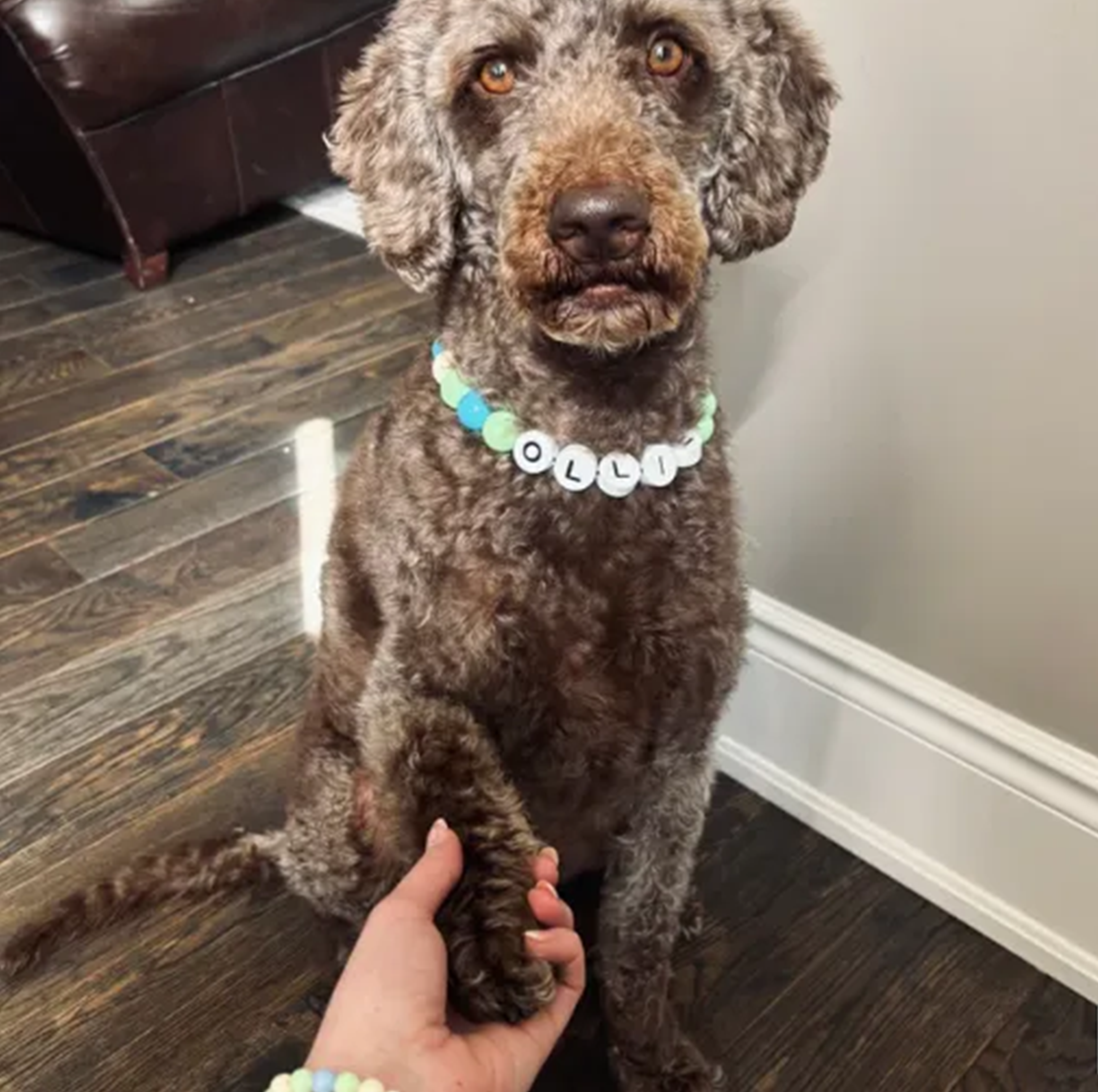 BestieBand™ Dog Collar & Matching Bracelet