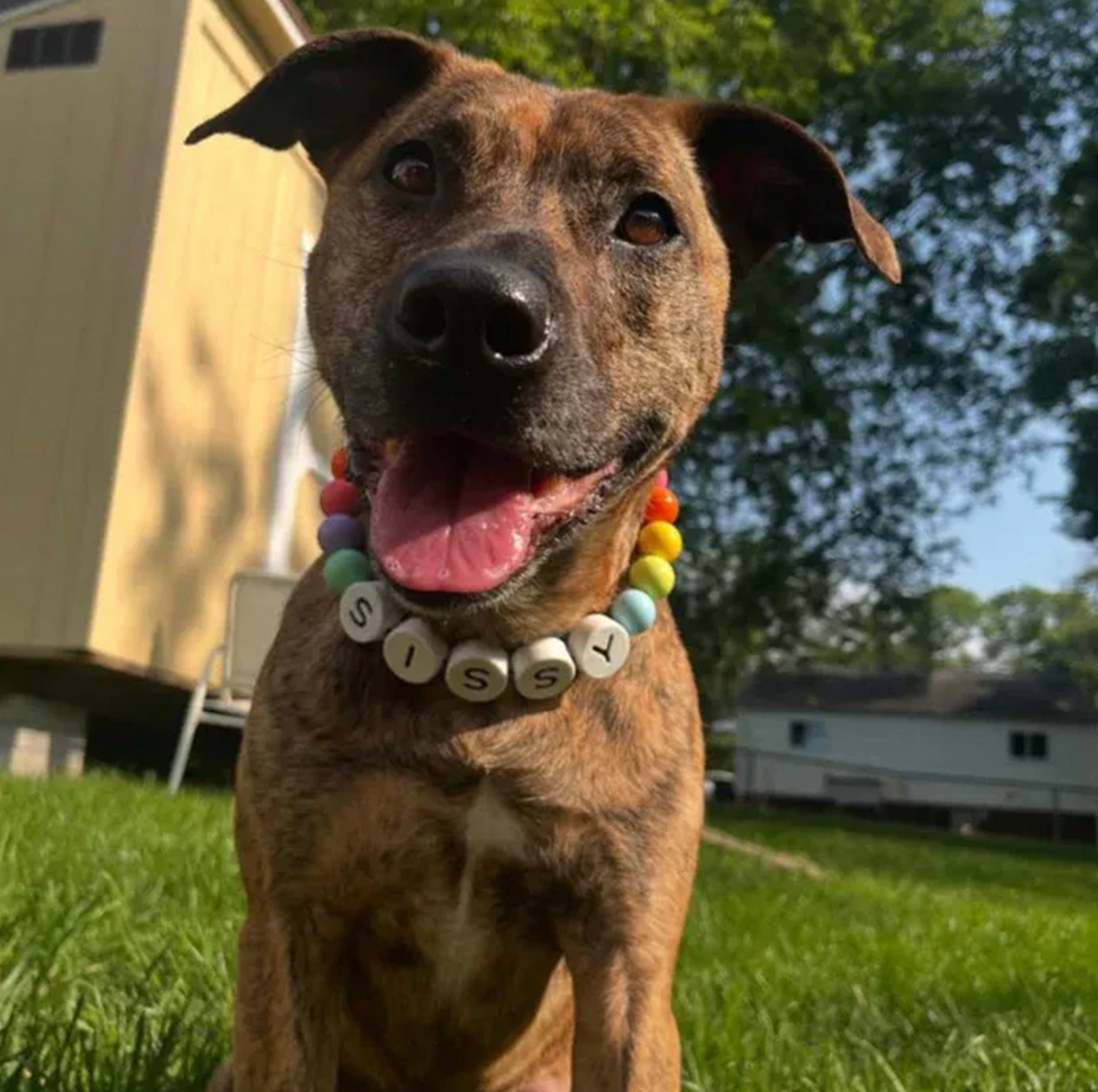 BestieBand™ Dog Collar & Matching Bracelet